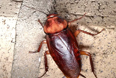 Pest Control Service